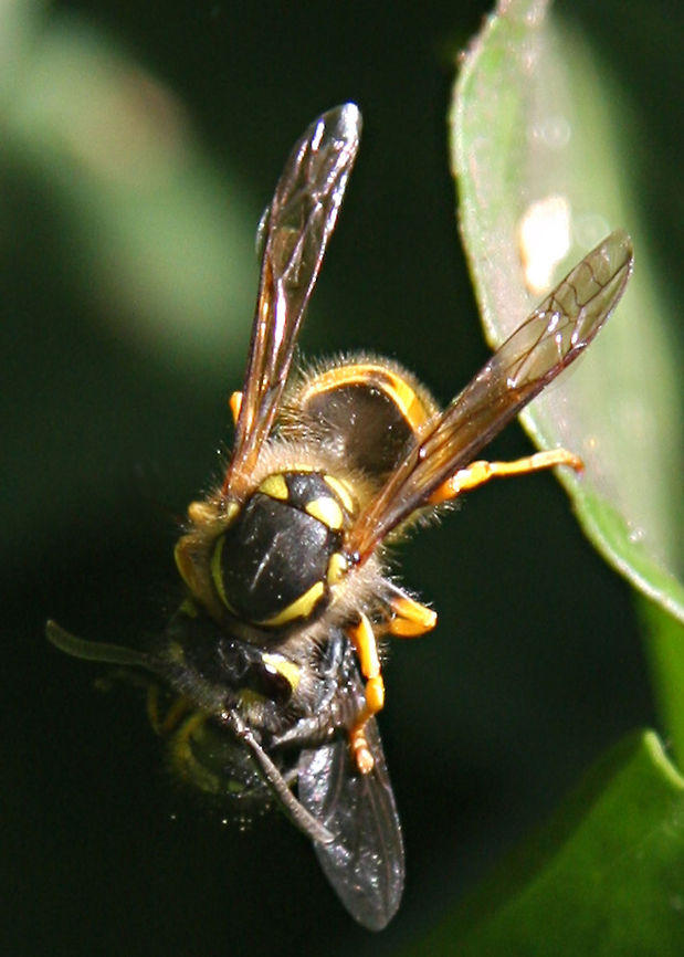 Wasp eating a Bee Here I was taking a picture of a Bee on a lovely bush &amp; then this Wasp arrived &amp; you can see the result.  The thing that amazed me, is the way that the Wasp stayed attached to the leaf by one of it&#039;s legs, but I felt sorry for the Bee. Australia,Bee,Ropalidia socialistica,Wasp
