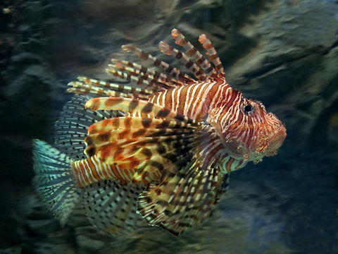 Stone Fish  Pterois volitans,Red lionfish