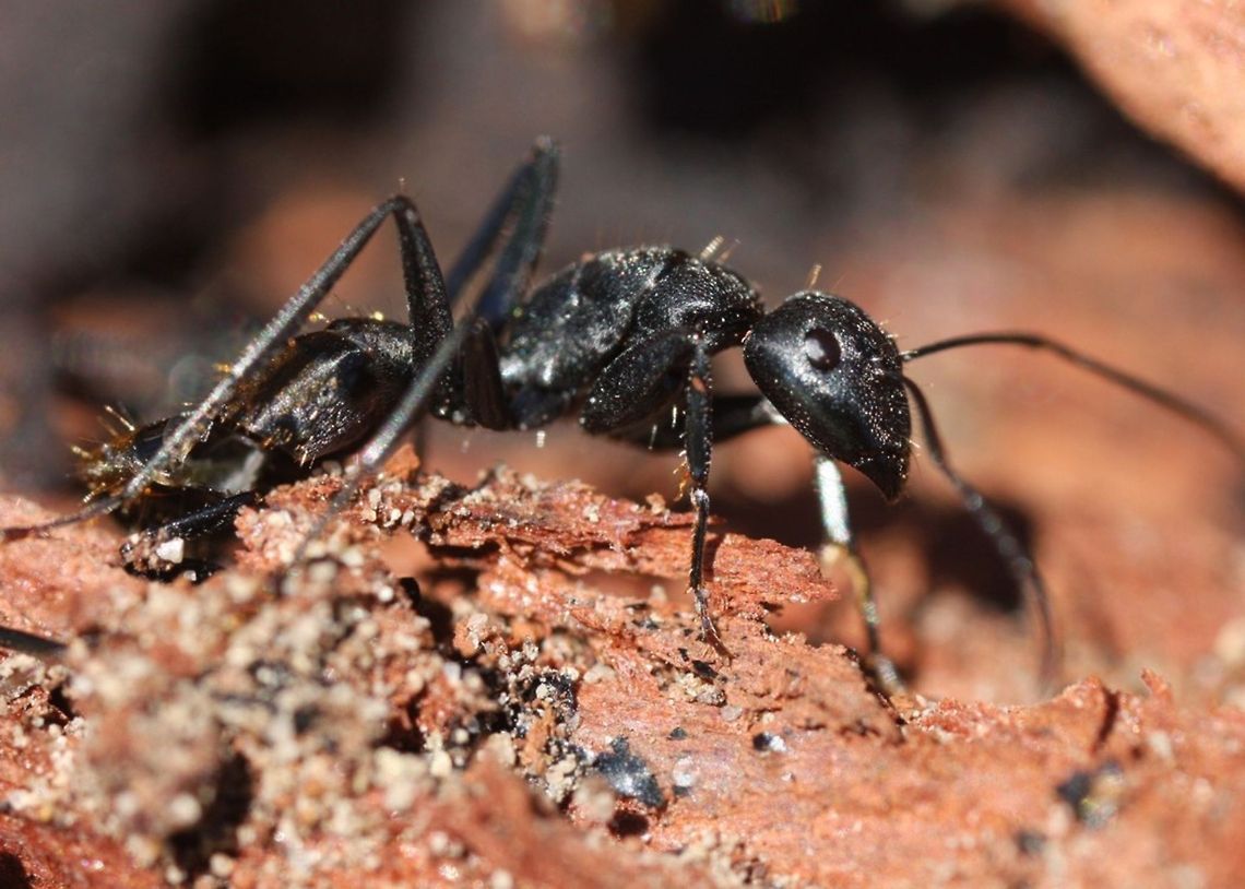 Spiny Ant (Polyrhachis sp.)  Ant,Insects