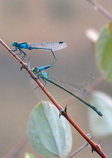 Blue damselflies  Blue Riverdamsel,Dragonfly,Insects,Pseudagrion microcephalum