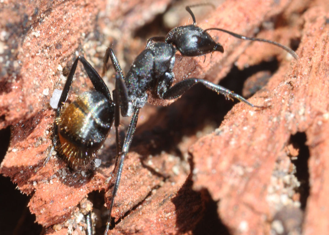 Golden-tailed Spiny Ant  Ant,Australia,Macro