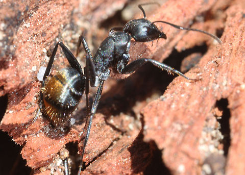 Golden-tailed Spiny Ant  Ant,Australia,Macro
