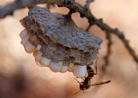 Wasp preparing nest 2  Common paper wasp,Polistes humilis