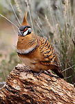 Spinifex Pigeon The Spinifex Pigeon (Geophaps plumifera) is a bird found in Australia. Australia,Bird,Geophaps plumifera,Spinifex Pigeon,native bird