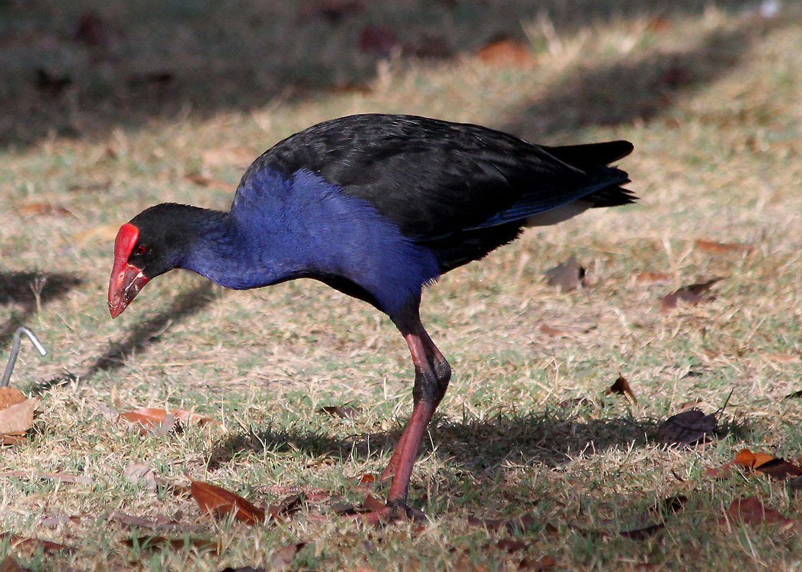 Purple_Swamphen  Porphyrio porphyrio,Purple Swamphen