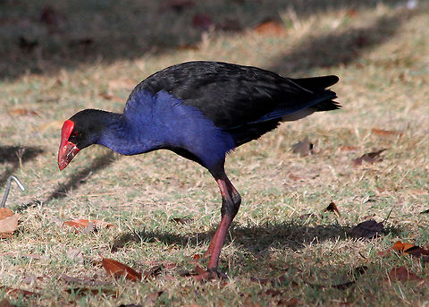Purple_Swamphen  Porphyrio porphyrio,Purple Swamphen