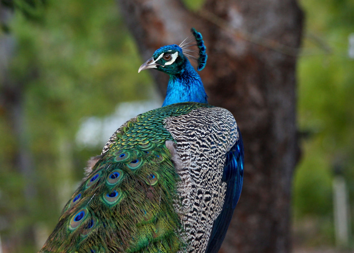 Peacock-Male  Indian Peafowl,Pavo cristatus