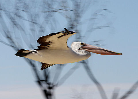 Australian_Pelican_in_flight  Australian Pelican,Pelecanus conspicillatus