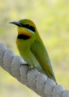 Rainbow Bee-eater Merops ornatus,Rainbow Bee-eater
