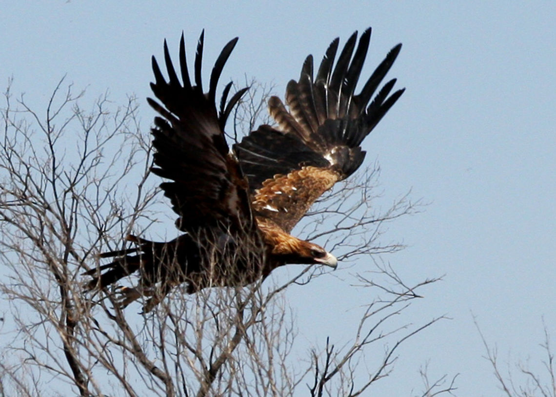Wedgetailed_Eagle_in_flight  Aquila audax,Wedge-tailed eagle