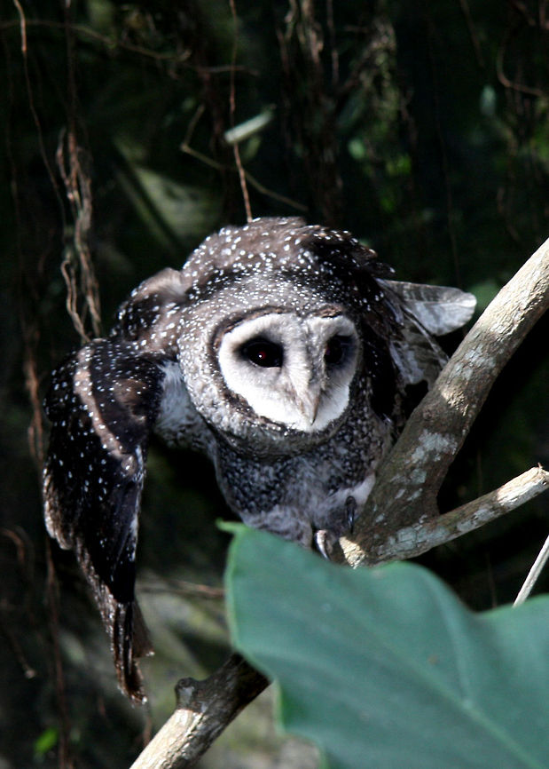 Greater Sooty Owl  Barn Owl,Greater Sooty Owl,Tyto alba,Tyto tenebricosa,rain tree habitat and others