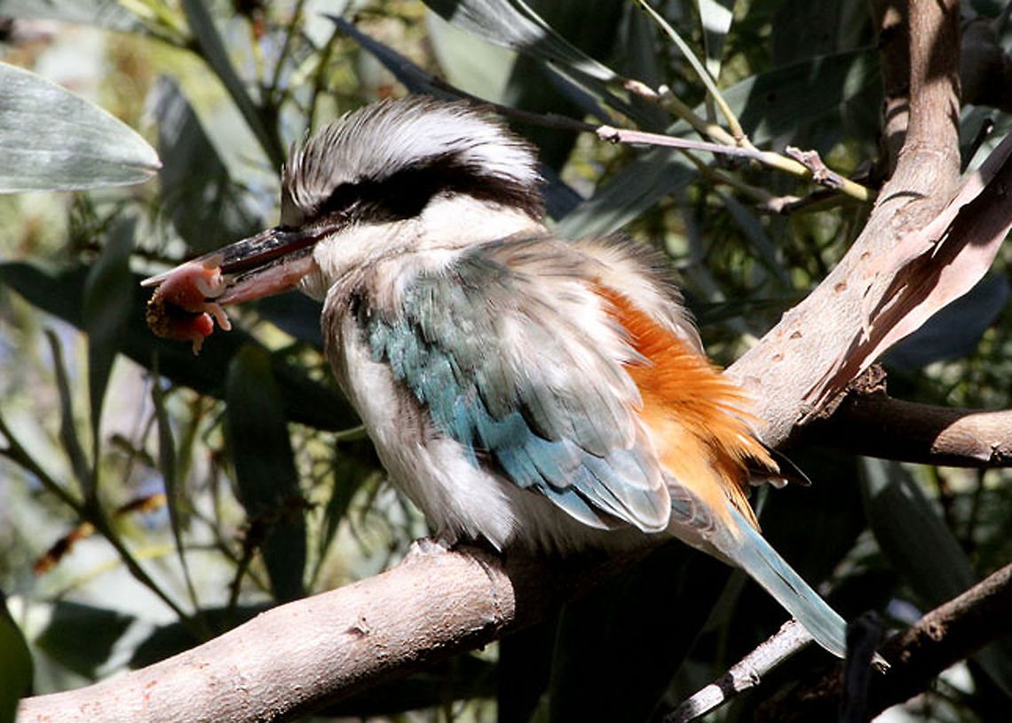 Red-backed_Kingfisher_Todiramphus  Red-backed Kingfisher,Todiramphus pyrrhopygius