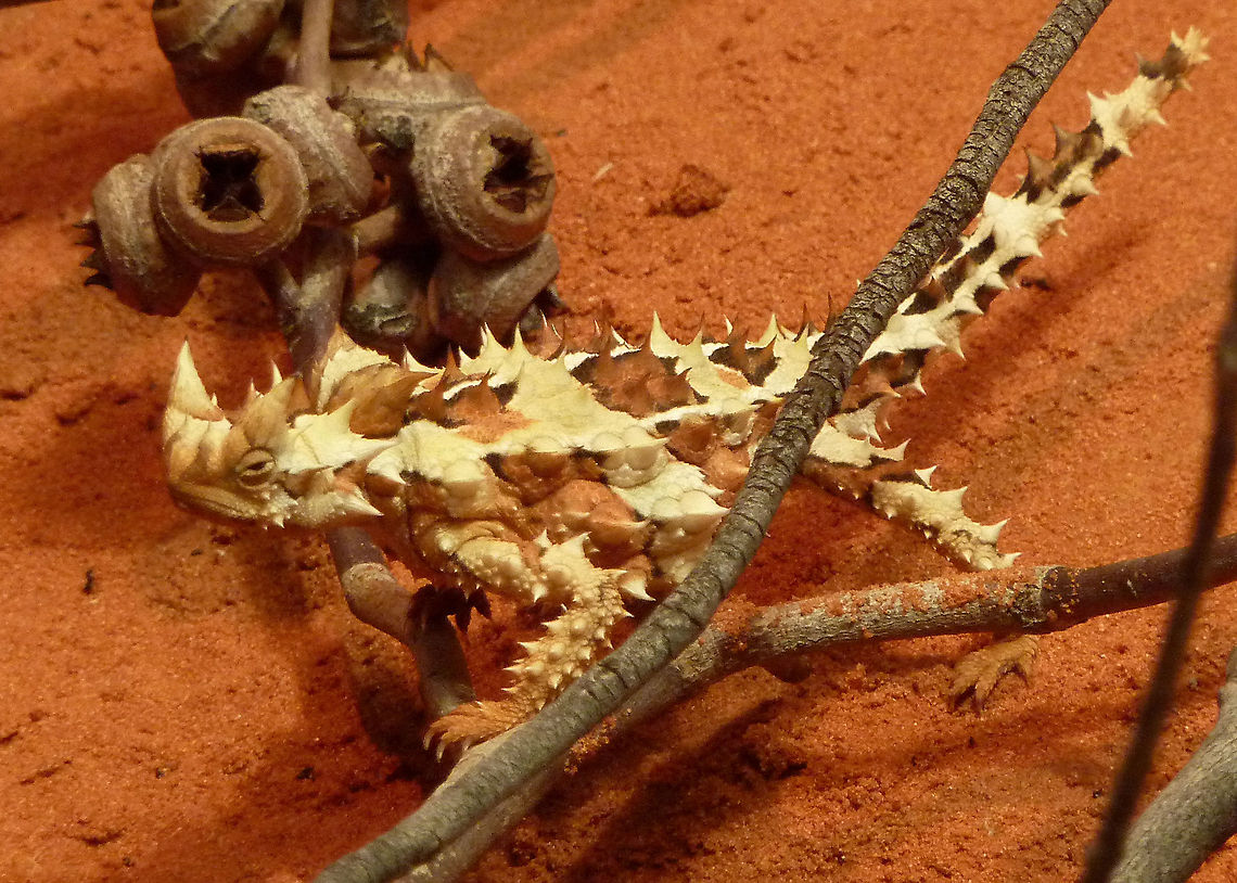 Thorny Devil on eucalypt twig  Moloch horridus,Thorny devil