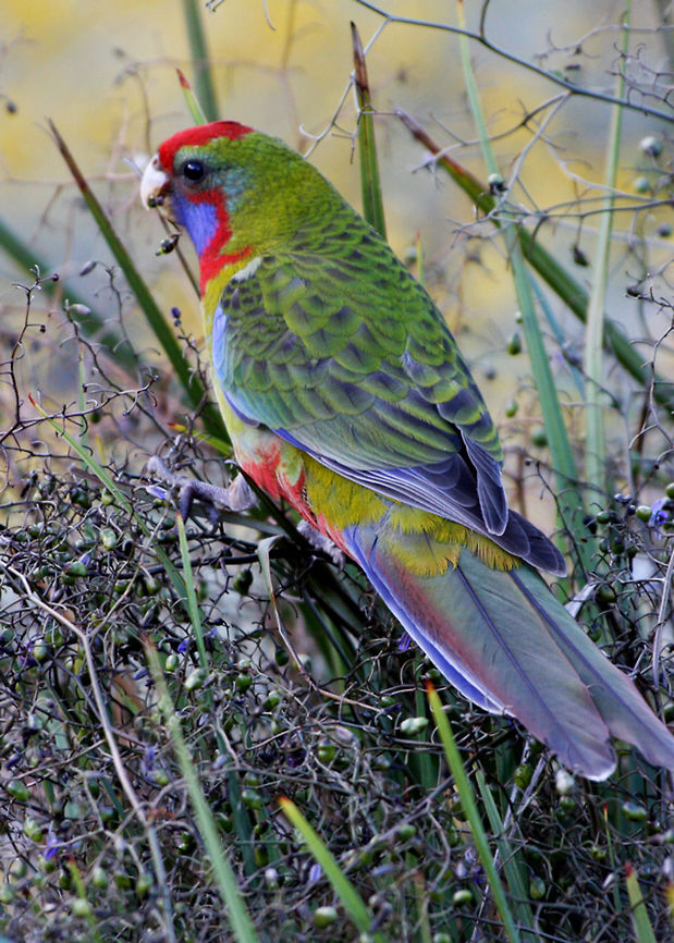 Young Crimson Rosella  Australia,Crimson Rosella,Parrot,Platycercus elegans,bird