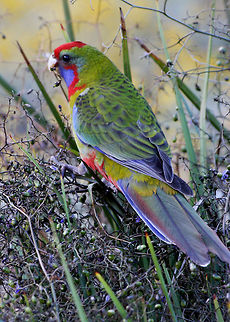 Young Crimson Rosella  Australia,Crimson Rosella,Parrot,Platycercus elegans,bird