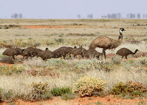 Emu with chicks  Dromaius novaehollandiae,Emu