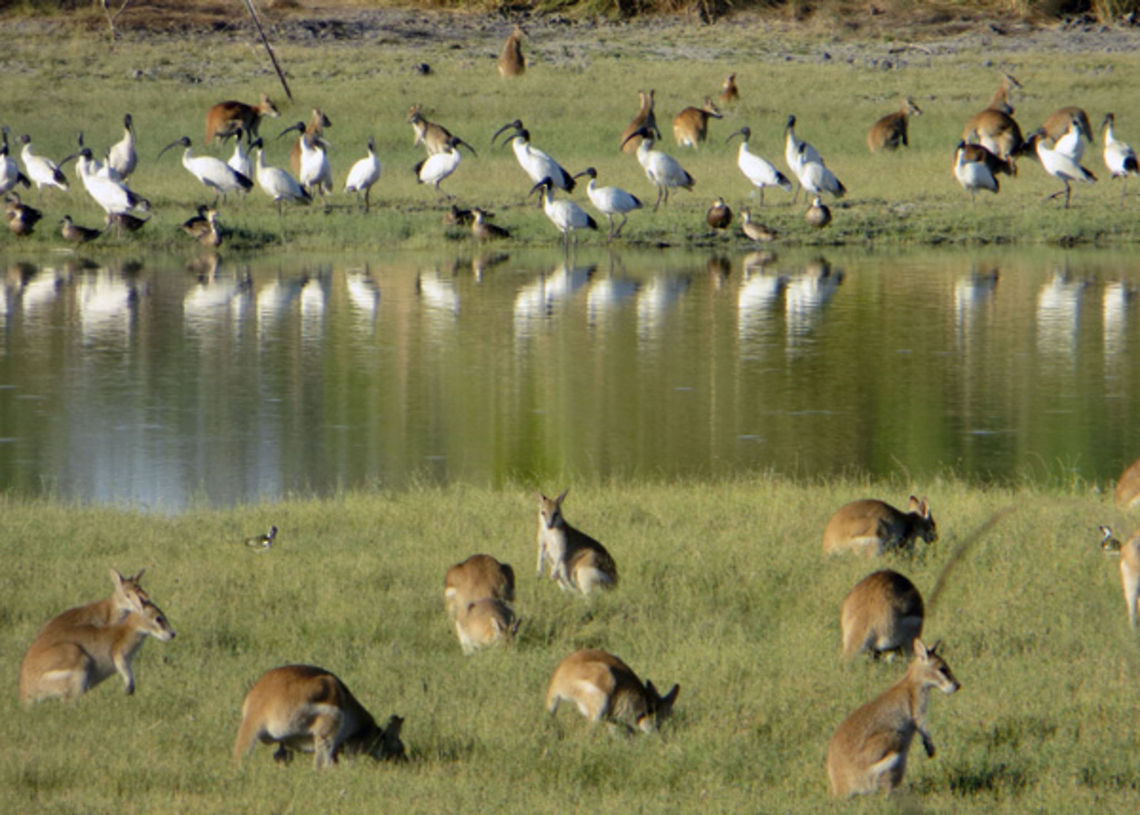 Water hole at Karumba  Australian White Ibis,Threskiornis molucca