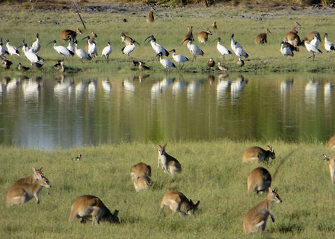 Water hole at Karumba  Australian White Ibis,Threskiornis molucca