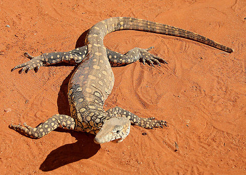 Yellow_spotted_monitor  Australian,Lizard,Perentie,Reptile,Varanus giganteus