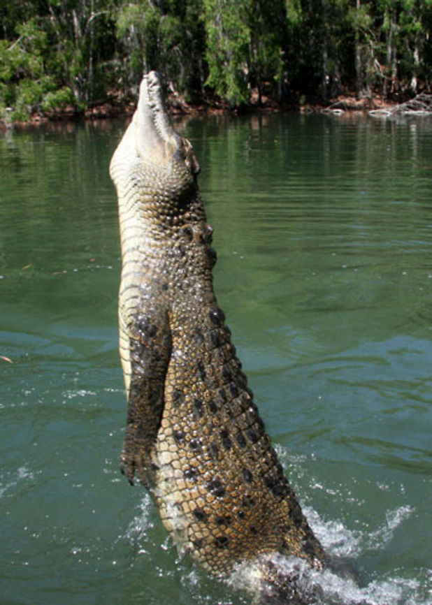 Crocodile  Australia,Crocodile,Crocodylus porosus,Reptile,Saltwater crocodile