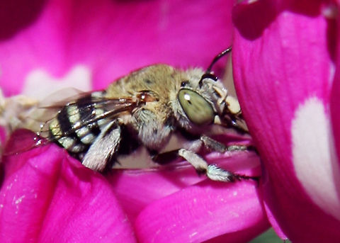 Blue_Banded_Bee_3  Amegilla cingulata,Blue banded bee,back of bourke