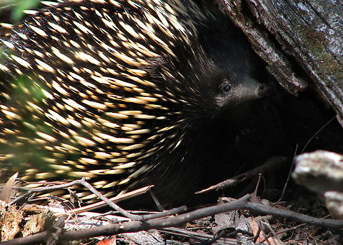 Short-Beaked Echidna The Short-beaked Echidna is the only species of echidna in Australia. Short-beaked echidna,Tachyglossus aculeatus