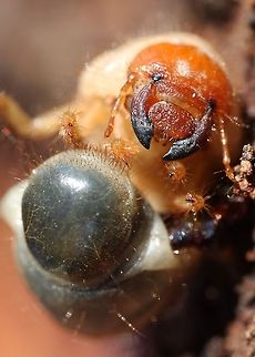 True White Grub - semivoltine  Bug,Macro