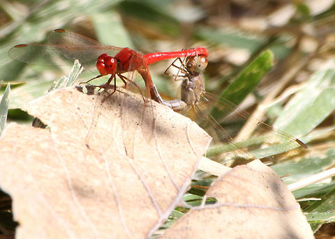 Scarlet Dragonfly  Australia,Diplacodes haematodes,Dragonfly,Scarlet Percher