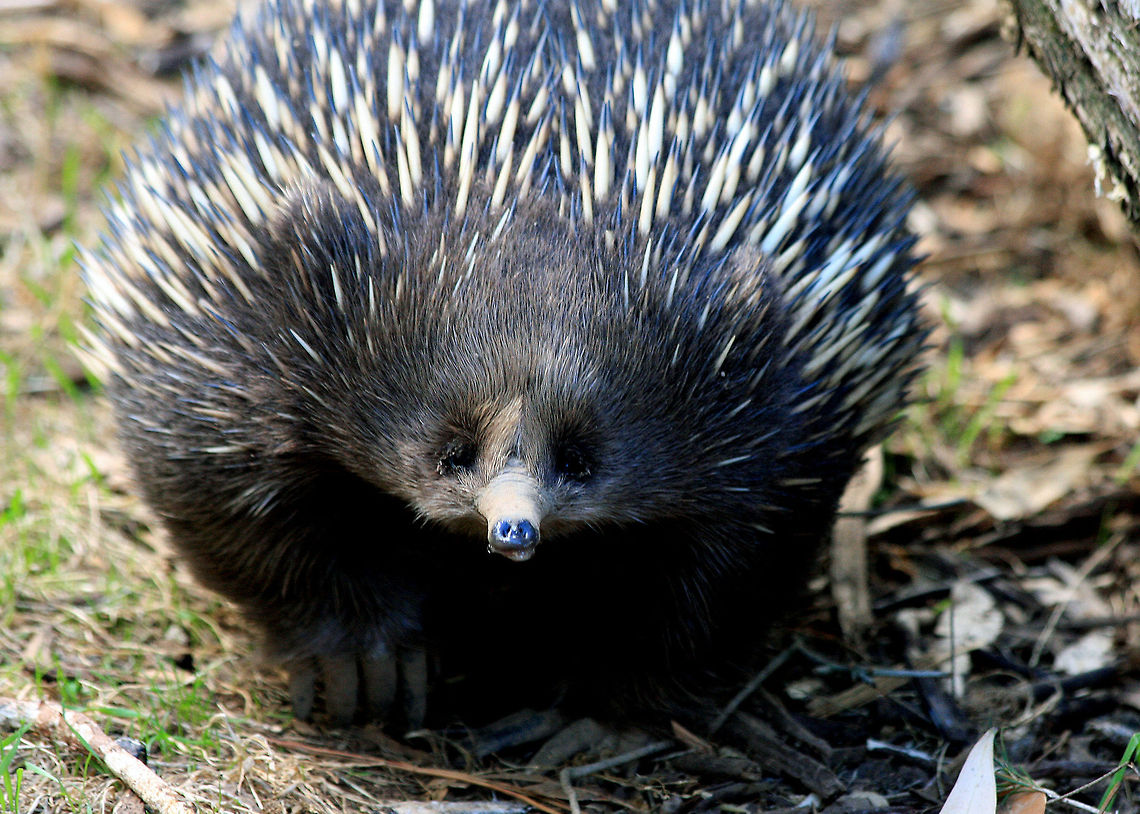 Short-Beaked Echidna  Short-beaked echidna,Tachyglossus aculeatus