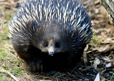 Short-Beaked Echidna  Short-beaked echidna,Tachyglossus aculeatus