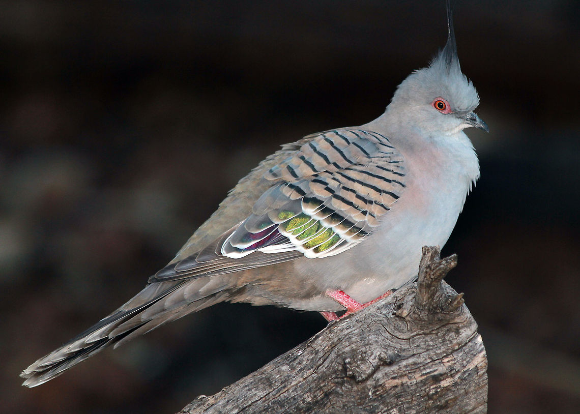 Crested Pigeon - Ocyphaps lophotes Columbidae  Australia,Crested Pigeon,Ocyphaps lophotes