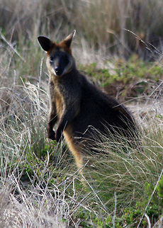 Swamp Wallaby - Wallabia bicolor  Swamp wallaby,Wallabia bicolor
