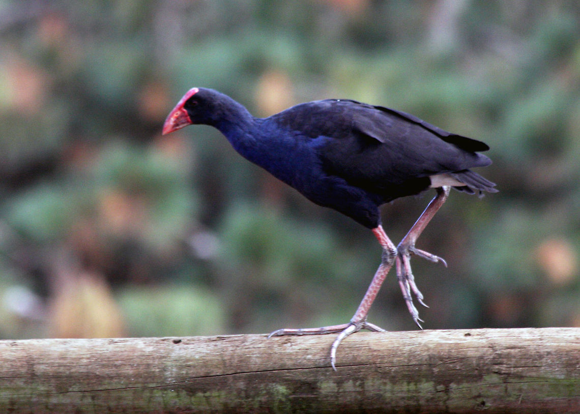 Purple Swamphen  Porphyrio porphyrio,Purple Swamphen