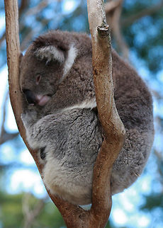 Koala  Australia,Koala,Phascolarctos cinereus