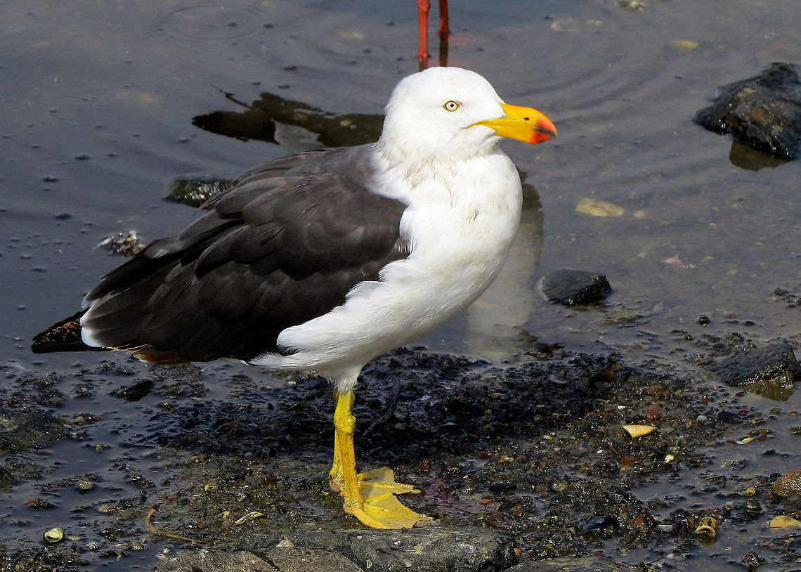 Pacific_Gull - Larus_pacifcus                                 Australia,Larus pacificus,Pacific Gull