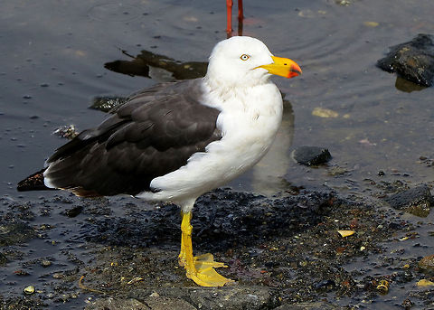 Pacific_Gull - Larus_pacifcus                                 Australia,Larus pacificus,Pacific Gull