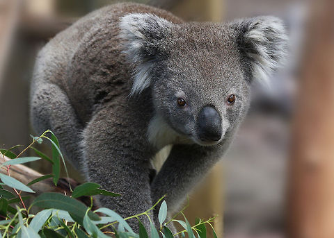 Koala  Australia,Australian Native,Koala,Phascolarctos cinereus