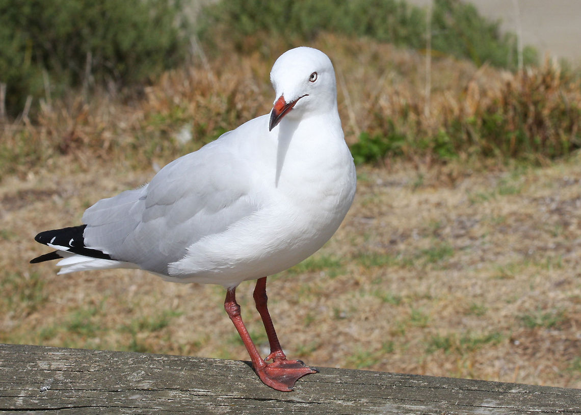 Silver Gull (Chroicocephalus novaehollandiae) The Silver Gull is also known simply as &quot;seagull&quot; in Australia, is the most common gull seen in Australia.  Australia,Chroicocephalus novaehollandiae,Seagull,Silver Gull,gull,water bird