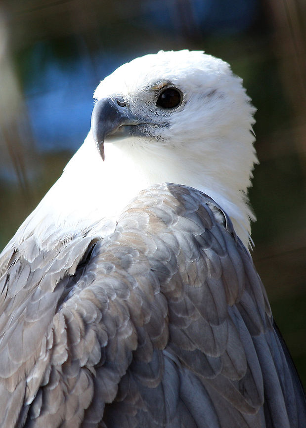 White Bellied Sea Eagle  Bird of prey,eagle