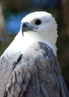 White Bellied Sea Eagle  Bird of prey,eagle