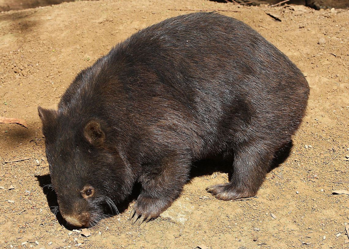 Common Wombat  Australian mammal,Australian native.,Vombatus ursinus,common wombat