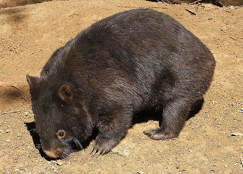 Common Wombat  Australian mammal,Australian native.,Vombatus ursinus,common wombat