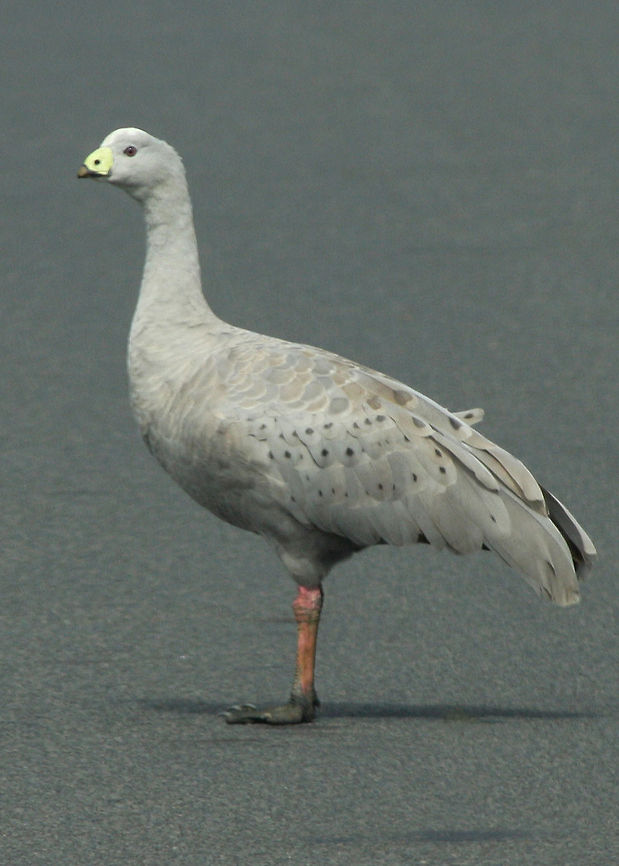 Cape_Barron_Goose_Cereopsis novaehollandiae This Cape Barron Goose was very friendly &amp; decided to keep walking in front of our vehicle. Australian Bird.,Cape Barren Goose,Cereopsis novaehollandiae