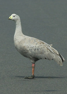 Cape_Barron_Goose_Cereopsis novaehollandiae This Cape Barron Goose was very friendly & decided to keep walking in front of our vehicle. Australian Bird.,Cape Barren Goose,Cereopsis novaehollandiae