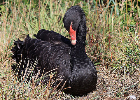 Black Swan (Cygnus atratus)  Australian,Bird,Black Swan,Cygnus atratus,Swan