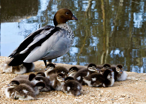 Australian_Wood_Duck  Australian Wood Duck,Chenonetta jubata