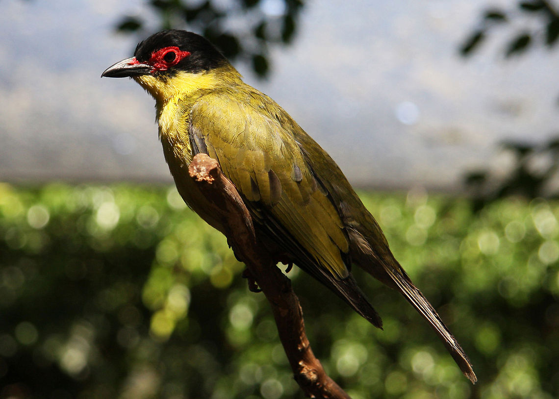 Fig_Bird_Male  Australasian Figbird,Sphecotheres vieilloti,rain tree habitat and others
