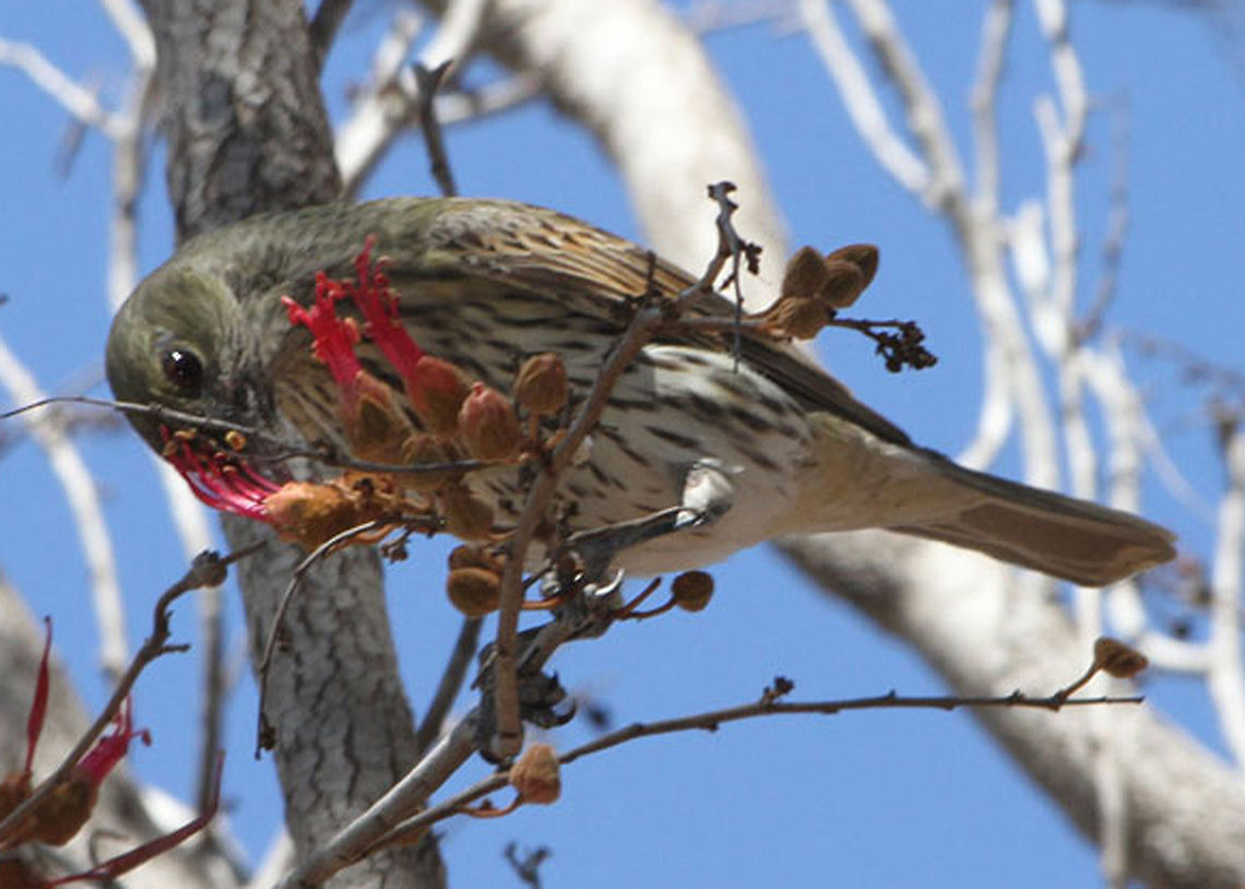 Fig_Bird_Female Australian Fig Bird, the male bird is bright yell &amp; green, the female bird is grey &amp; brown. Australasian Figbird,Australia,Australian bird,Australian native,Sphecotheres vieilloti