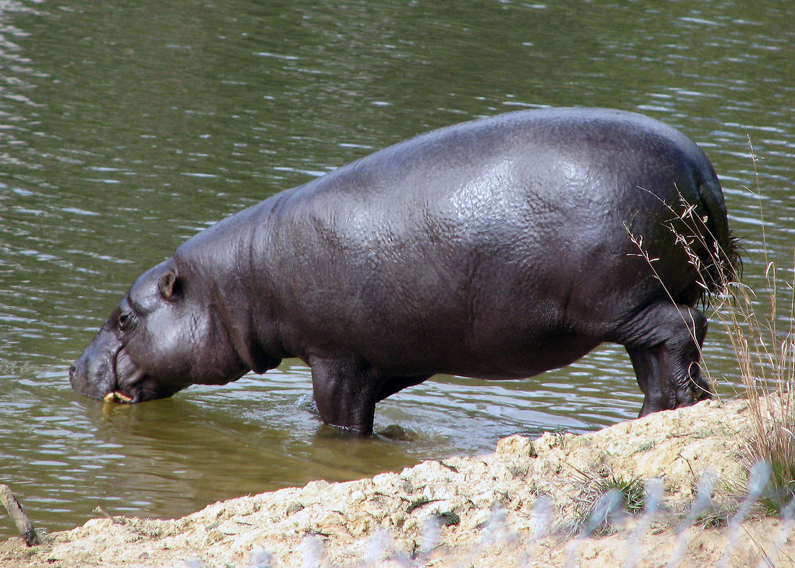 pygmy_hippopotamus  Choeropsis liberiensis,Pygmy Hippopotamus