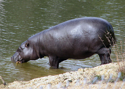 pygmy_hippopotamus  Choeropsis liberiensis,Pygmy Hippopotamus